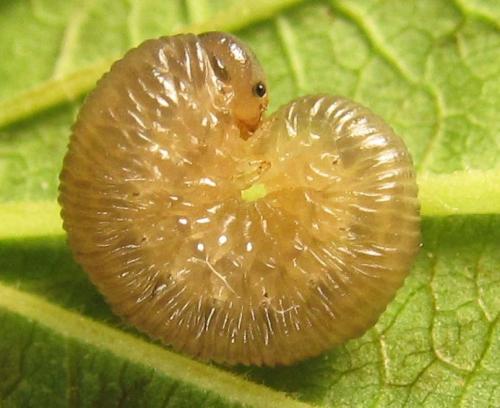 Réf. 249 551 : Empria liturata