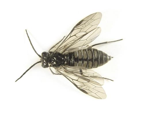 Réf. 249 553 : Empria liturata