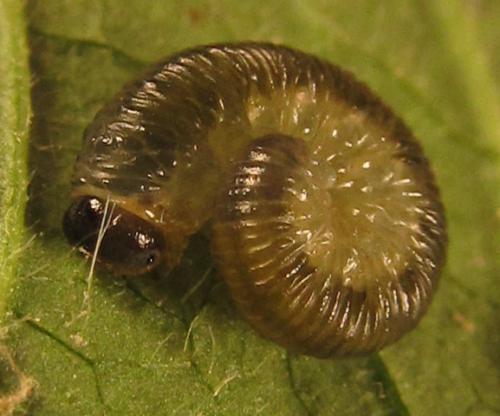 Réf. 249 592 : Empria basalis