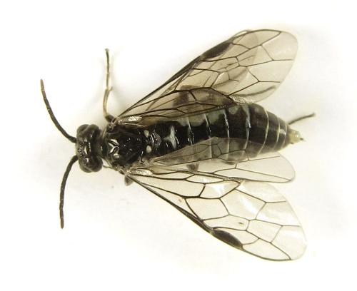 Réf. 249 594 : Empria basalis