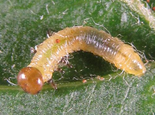Réf. 249 293 : Pristiphora maesta