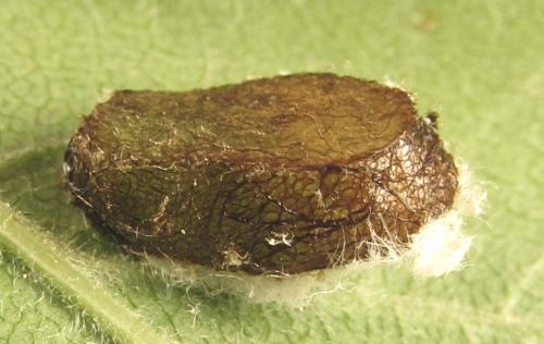 Réf. 249 695 : Euura longiserra