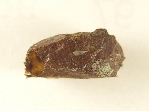 Réf. 249 696 : Euura longiserra
