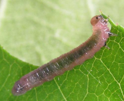 Pristiphora punctifrons
