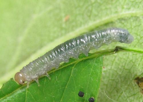 Réf. 249 752 : Pristiphora punctifrons