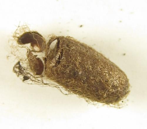 Réf. 249 756 : Pristiphora punctifrons