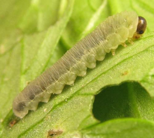 Monophadnus sp.