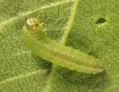 Réf. 249 807 : Monophadnus sp.