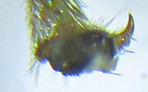 Réf. 249 810 : Monophadnus sp.