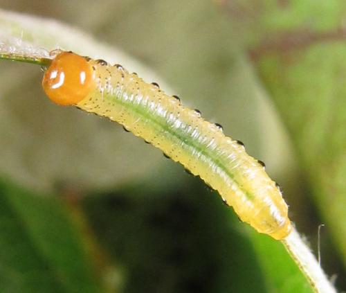 Réf. 249 296 : Pristiphora maesta