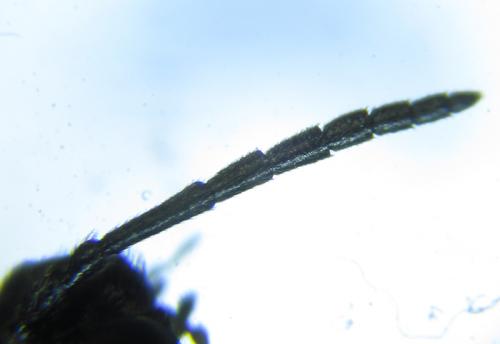 Réf. 249 826 : Monophadnus sp.