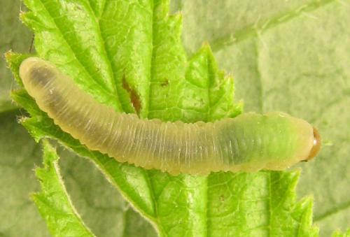 Réf. 249 965 : Empria pallimacula