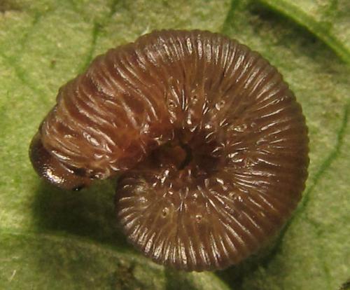 Empria pallimacula