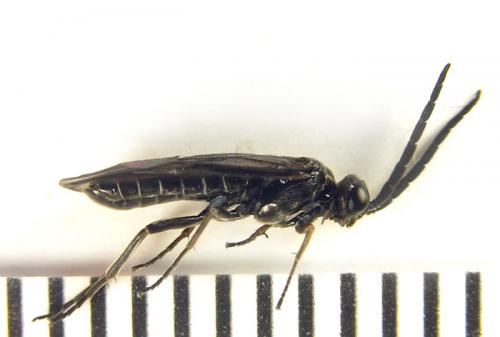 Réf. 249 970 : Empria pallimacula