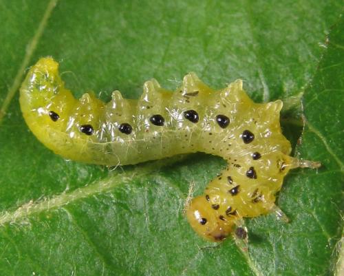 Réf. 249 299 : Pristiphora maesta