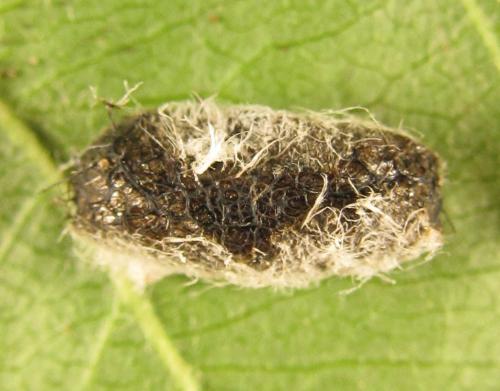 Réf. 249 305 : Pristiphora maesta
