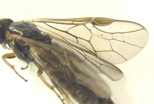 Réf. 249 307 : Pristiphora maesta