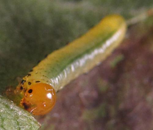 Réf. 249 324 : Pristiphora maesta
