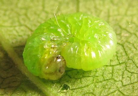 Réf. 249 002 : Euura gracilidentata