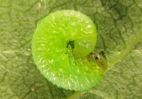 Réf. 249 003 : Euura gracilidentata