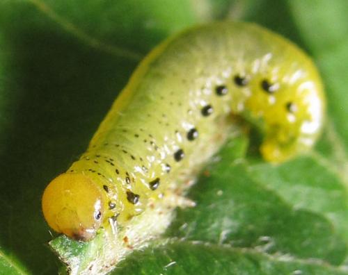 Réf. 249 328 : Pristiphora maesta