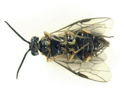 Réf. 249 333 : Pristiphora maesta