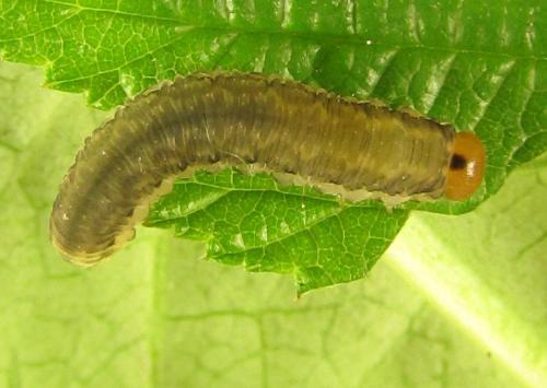 Empria liturata