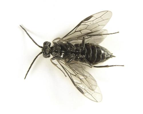 Empria liturata