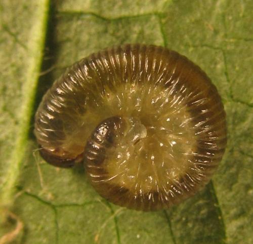 Réf. 249 593 : Empria basalis