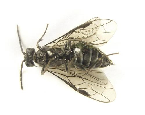 Réf. 249 595 : Empria basalis