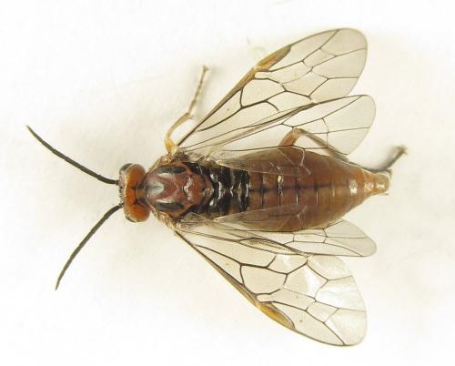 Réf. 249 697 : Euura longiserra