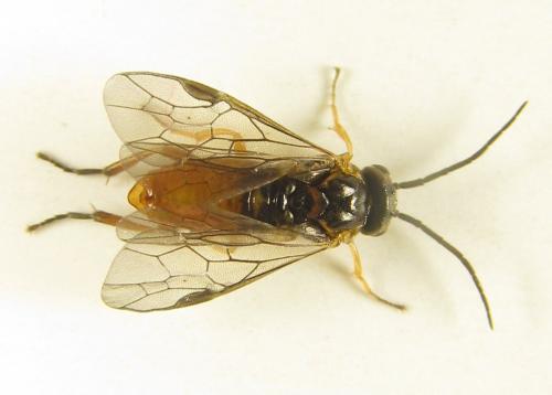 Réf. 249 006 : Euura gracilidentata