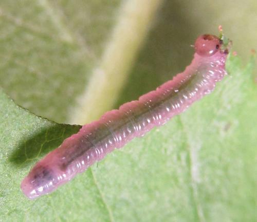 Pristiphora punctifrons