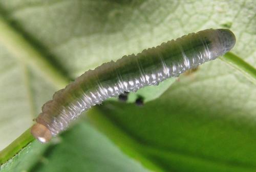 Réf. 249 753 : Pristiphora punctifrons