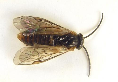 Réf. 249 757 : Pristiphora punctifrons
