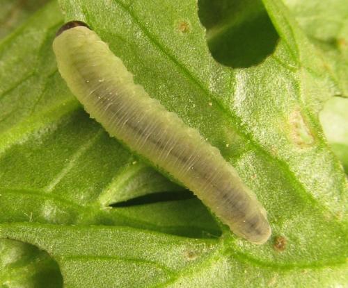 Réf. 249 805 : Monophadnus sp.