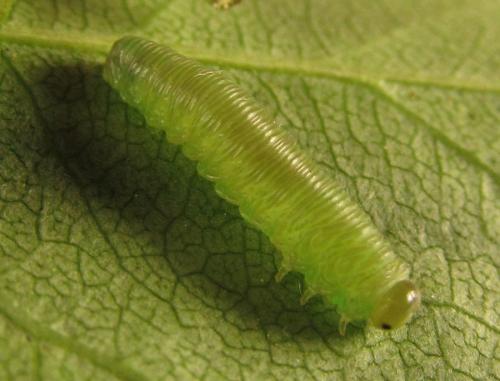 Réf. 249 808 : Monophadnus sp.