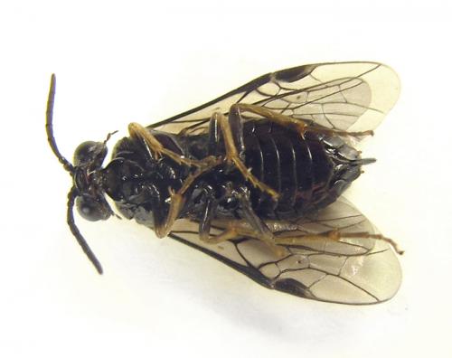 Réf. 249 811 : Monophadnus sp.