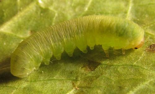 Réf. 249 822 : Monophadnus sp.