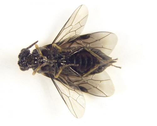 Réf. 249 827 : Monophadnus sp.
