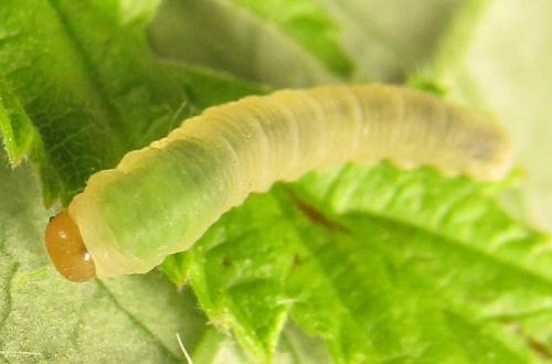Empria pallimacula