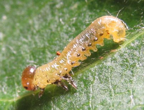 Réf. 249 294 : Pristiphora maesta