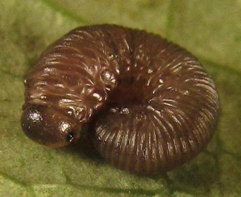 Empria pallimacula