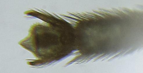 Réf. 249 971 : Empria pallimacula