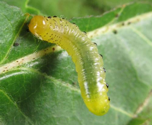 Réf. 249 300 : Pristiphora maesta