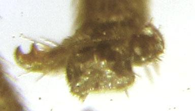 Réf. 249 308 : Pristiphora maesta