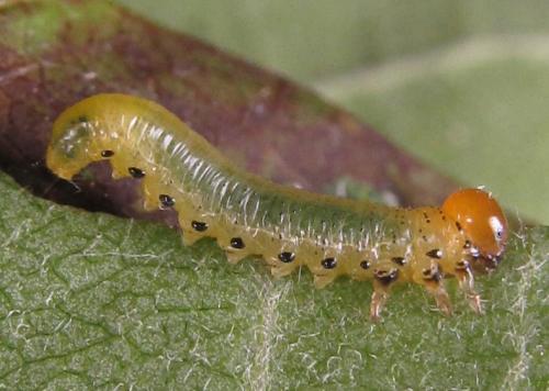 Réf. 249 325 : Pristiphora maesta