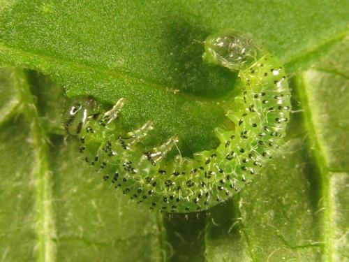 Euura gracilidentata