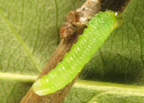 Réf. 249 004 : Euura gracilidentata