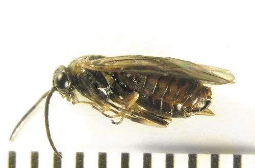 Réf. 249 334 : Pristiphora maesta